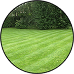 Image of freshly cut grass